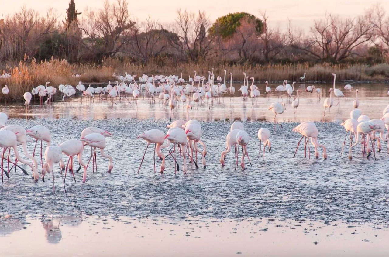 Le Parc ornithologique de Pont de Gau