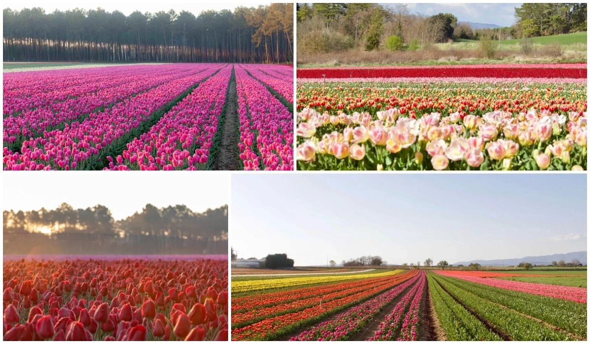 Champs de tulipes en France - Les Plus Beaux Paysages Fleuris de France