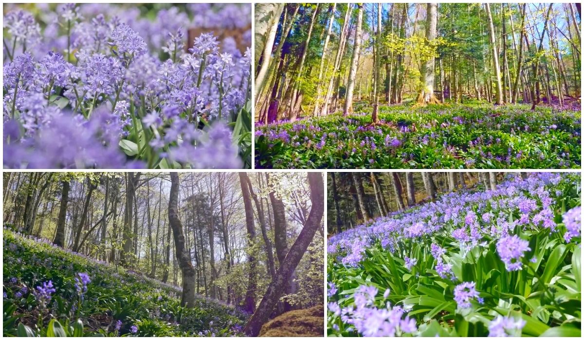 Jacinthes des bois - Les Plus Beaux Paysages Fleuris de France