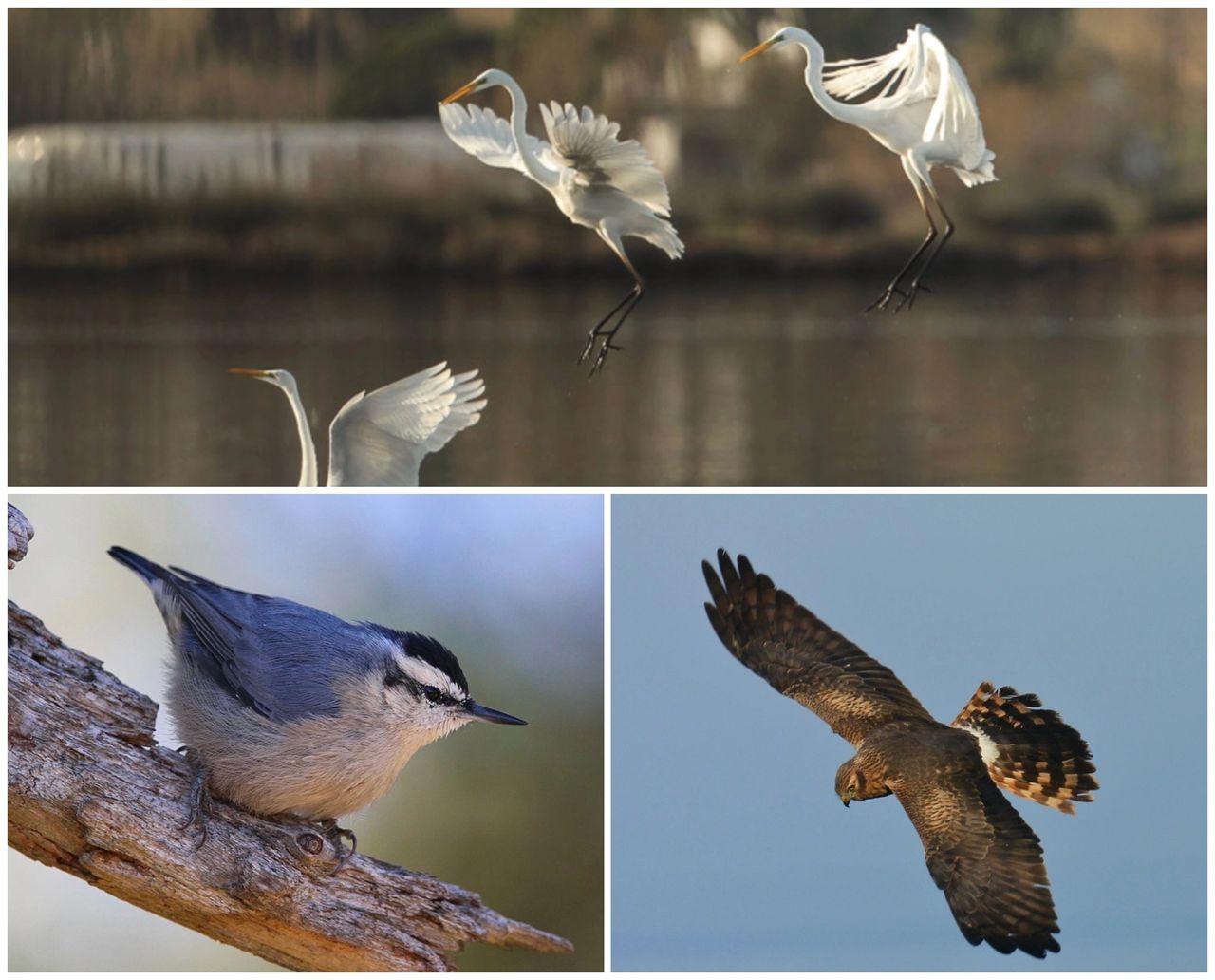 Les oiseaux en Corse - Les vallées, le cap corse et la côte orientale