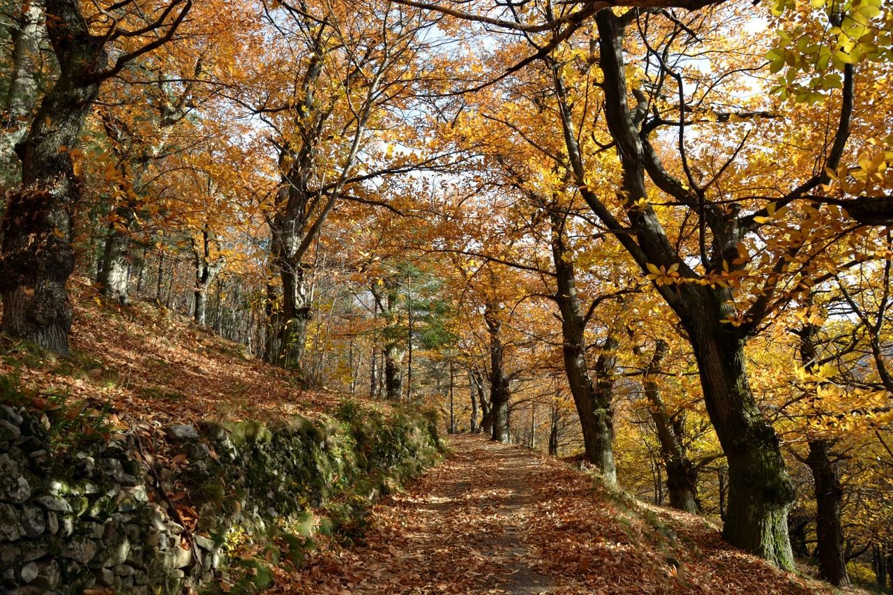 Châtaigneraies en Ardèche