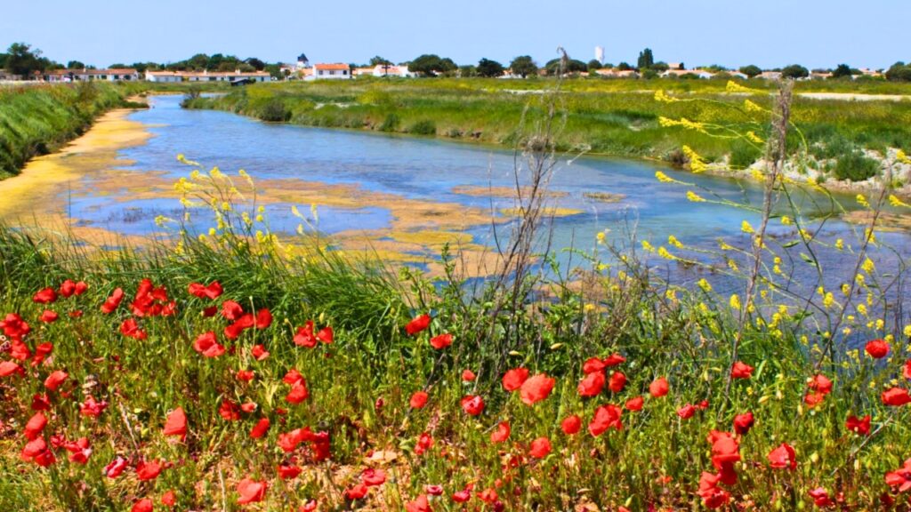 Marais salants en fleurs île de Ré au Printemps