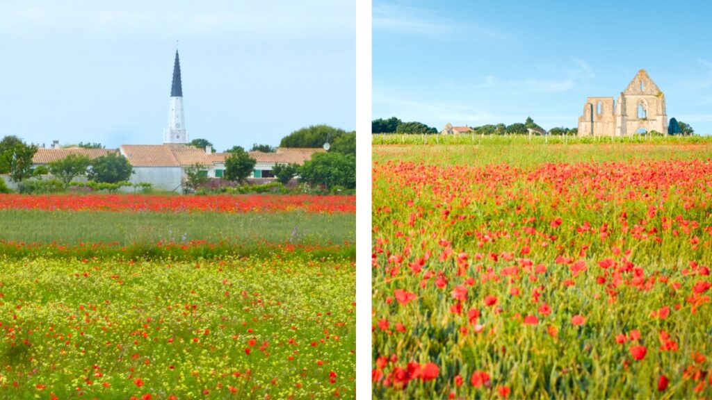 Coquelicots île de Ré au Printemps