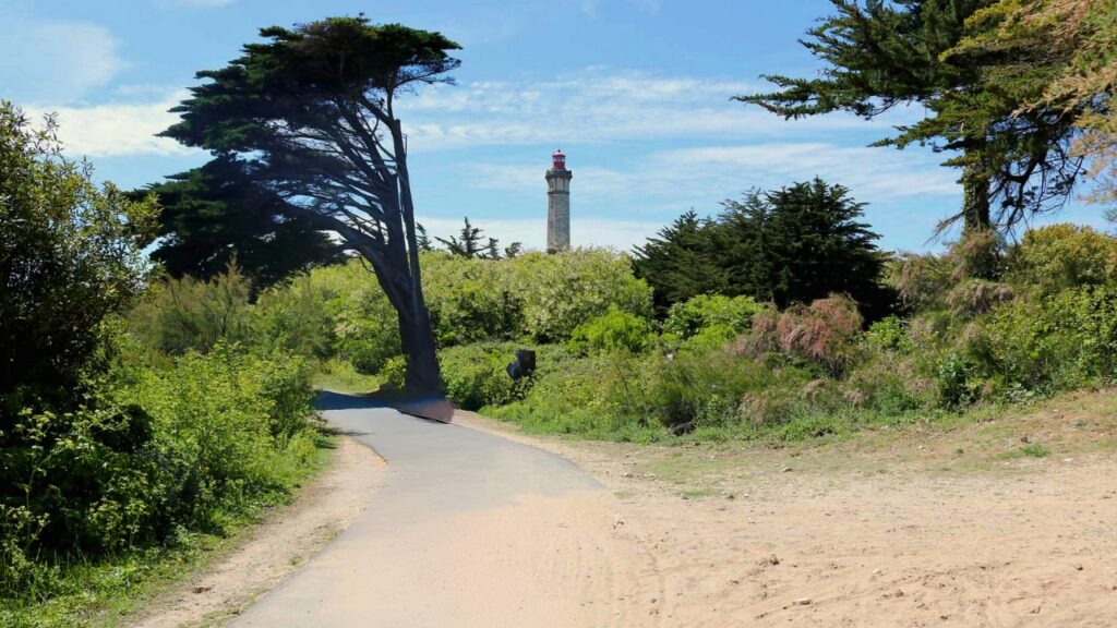 Forêt du Lizay île de Ré 