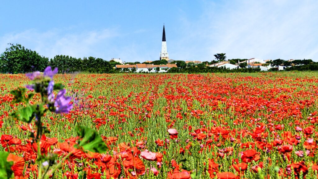 Coquelicots Ars-en-Ré au printemps 