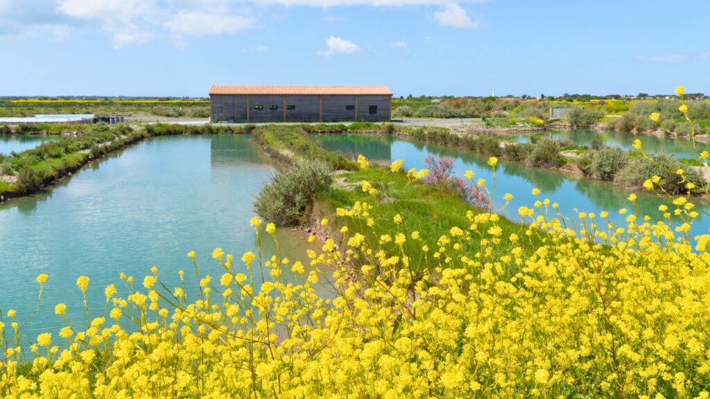 Fleurs de moutarde île de Ré au Printemps