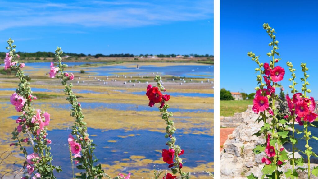 île de Ré au Printemps les roses trémières dans les marais