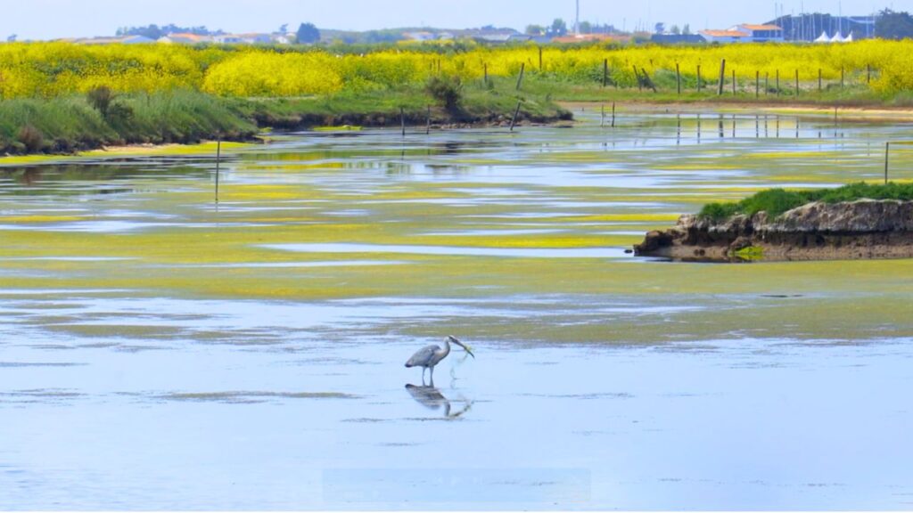 Lilleau des Niges île de Ré au Printemps