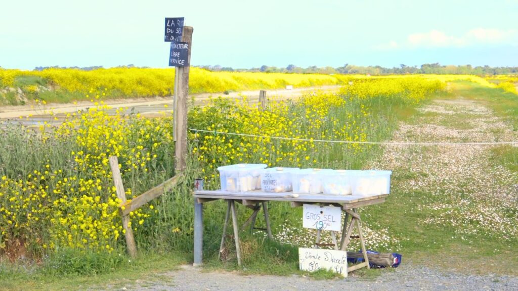 Marais salants île de Ré au Printemps