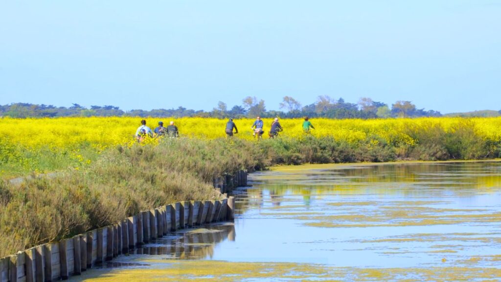 Ile de ré à vélo 