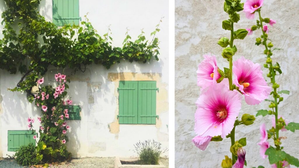 Roses trémières île de Ré au Printemps