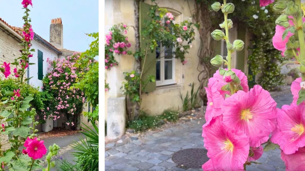 Roses trémières ile de Ré au printemps