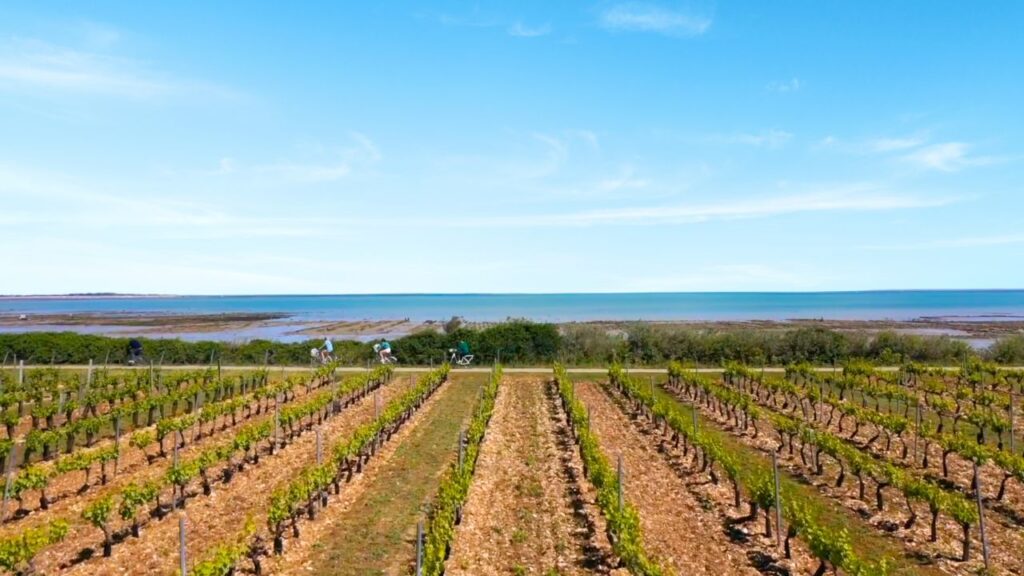 Vignoble île de Ré