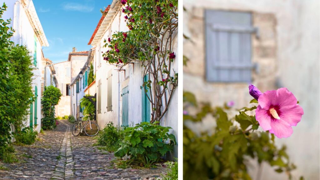 Venelles fleuries île de Ré au Printemps