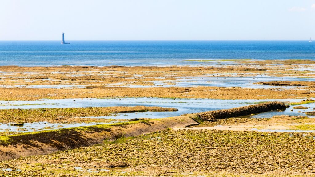 Estran île de Ré