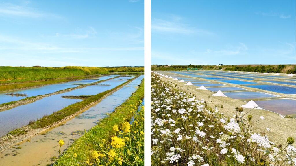 Fleurs Marais salants île de Ré au Printemps