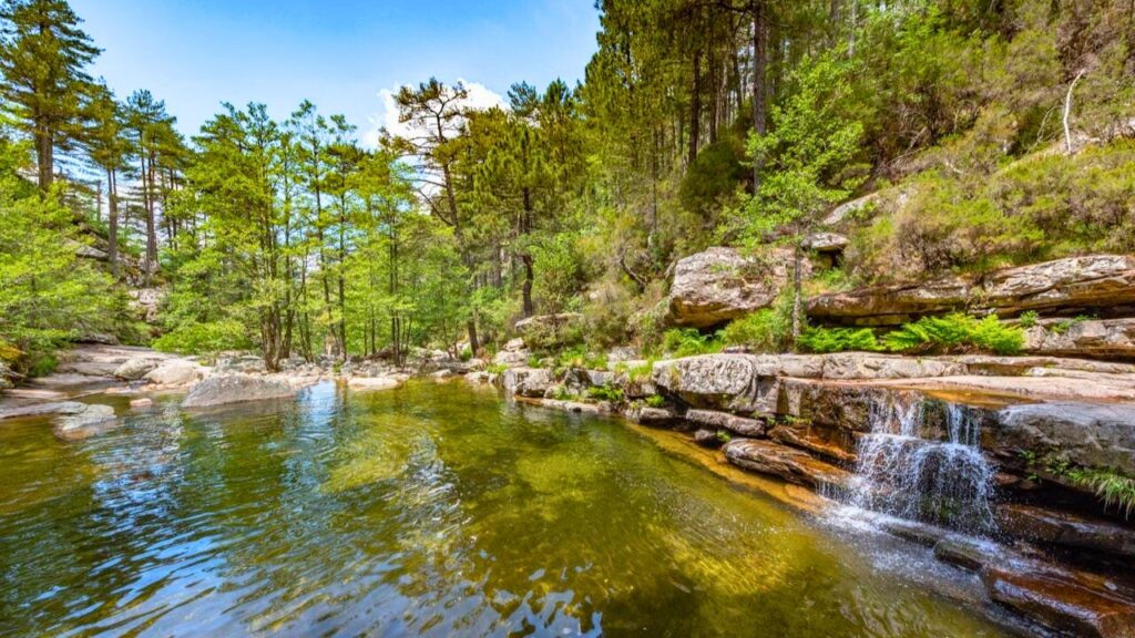 La forêt d’Aïtone Corse du Sud