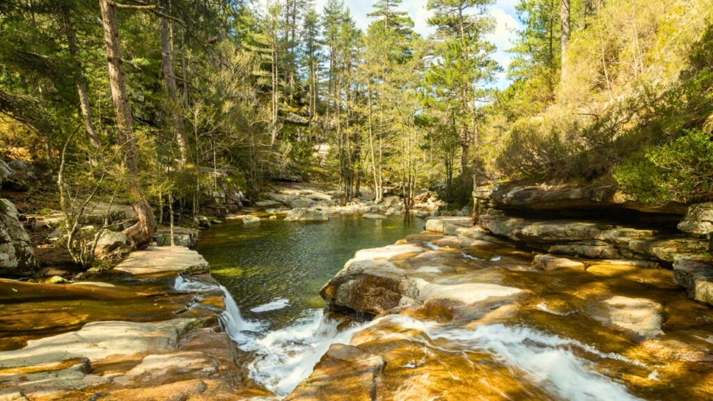 La forêt d’Aïtone Corse du Sud