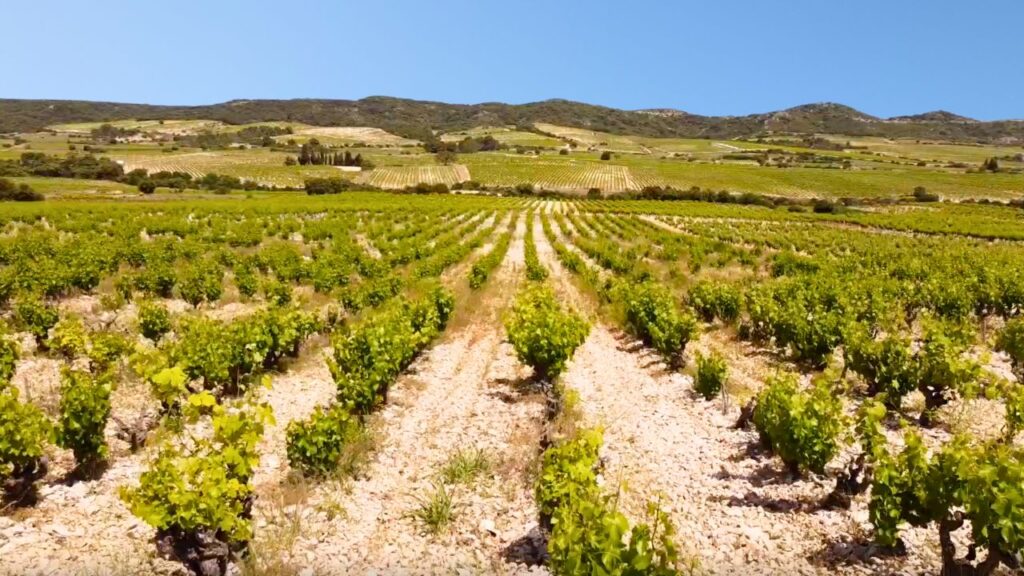Tavel : Le meilleur rosé du monde