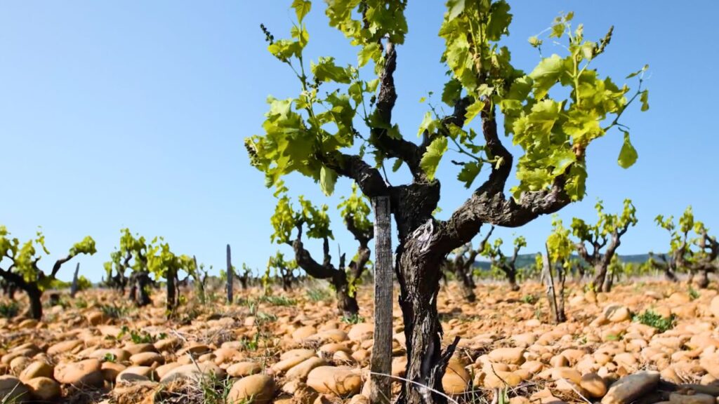 Tavel vignes
