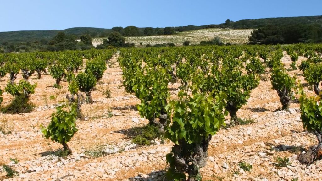 Tavel vignoble Gard