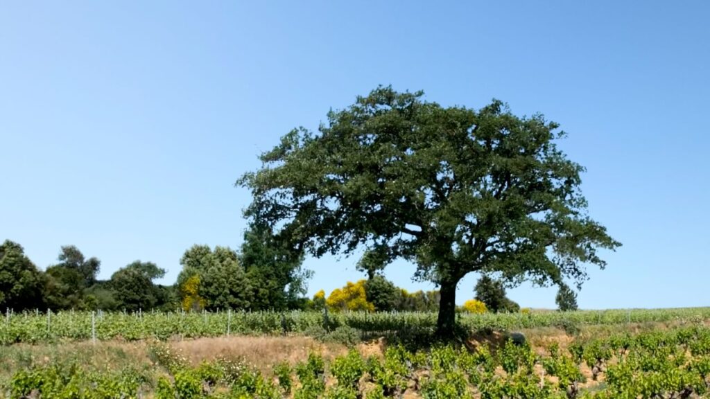Tavel meilleur rosé du monde
