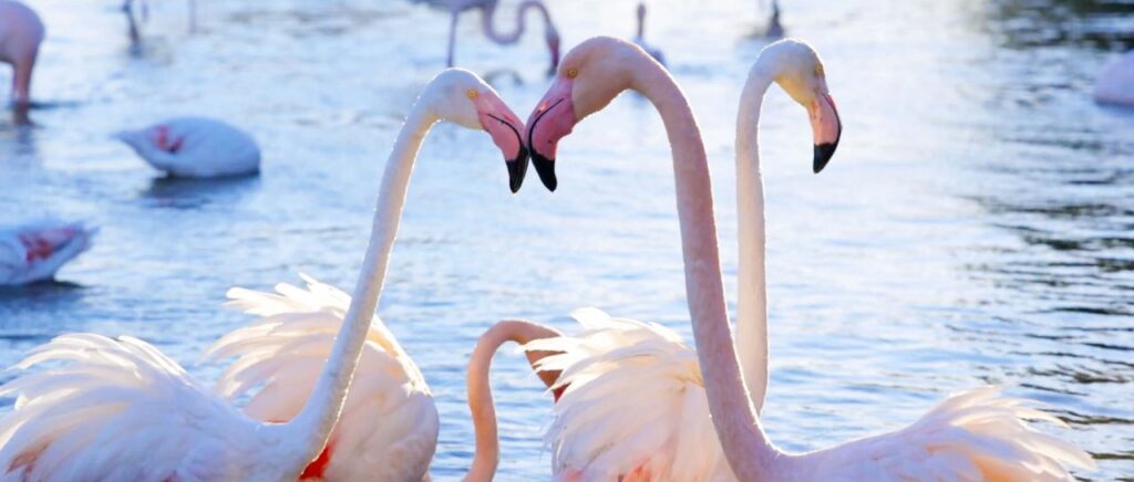 La Camargue dans le Gard