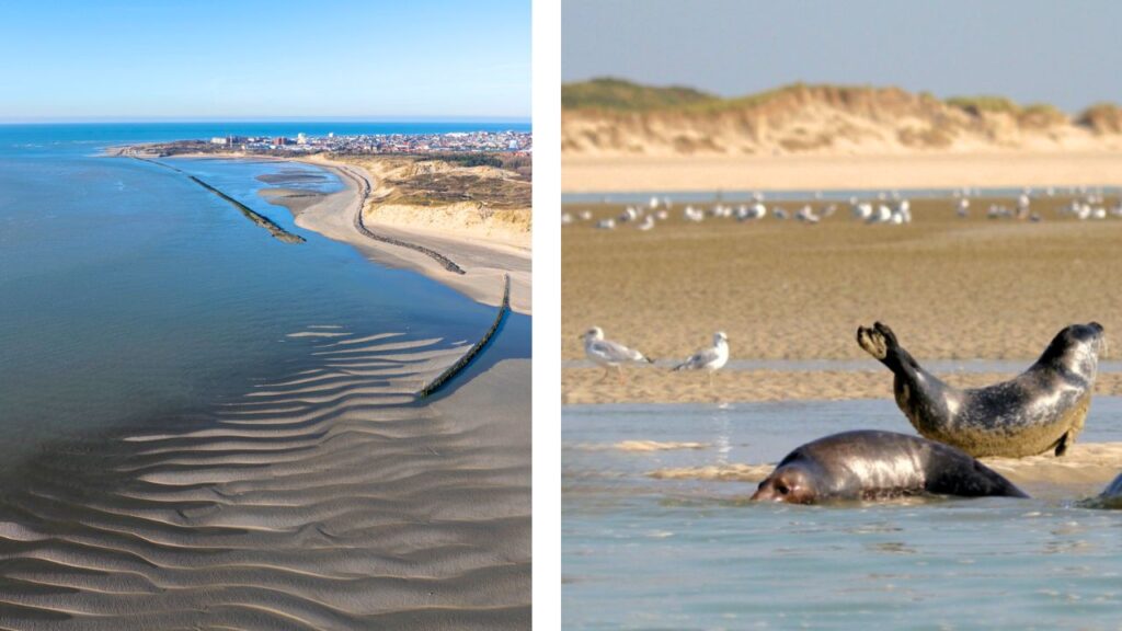 Baie d'Authie Côte d'Opale